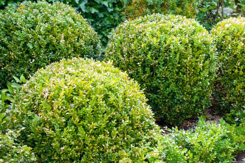 Evergreen Shrub Pruning