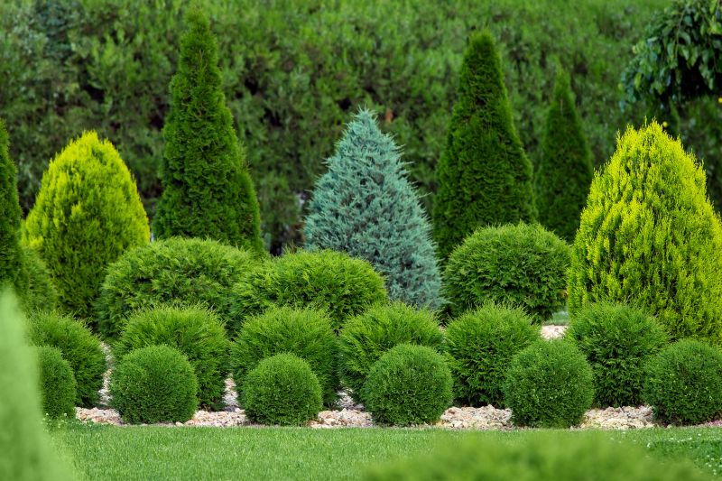 Decorative Shrub Shaping