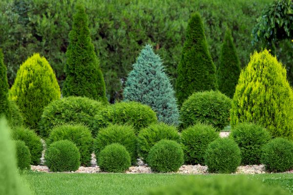 Bush Shaping Service in Boerne