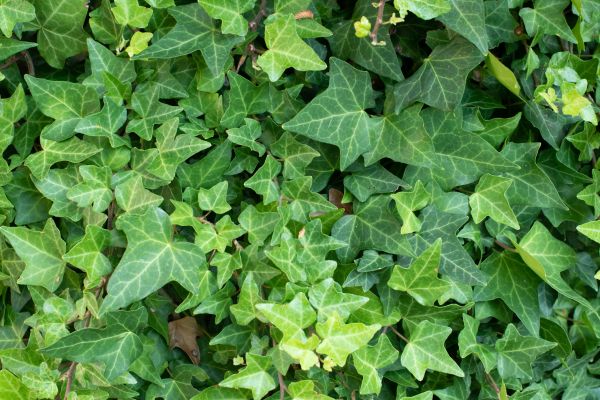 English Ivy Removal in Boerne