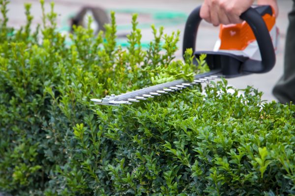 Hedge Pruning in Boerne
