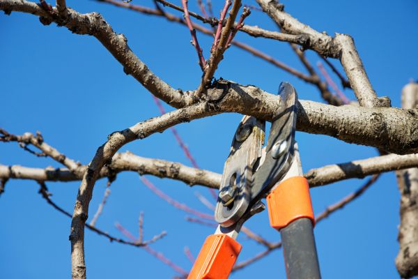 Pruning Service in Boerne