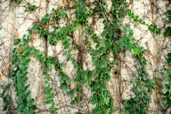 Vine Removal Service in Boerne