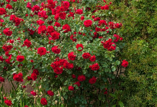 Rose Bush Disposal