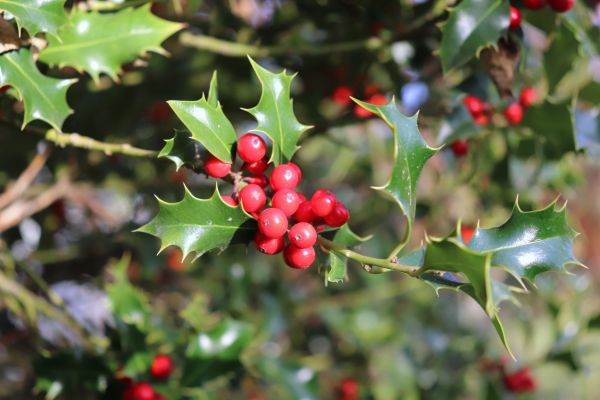 Holly Tree Trimming in Boerne