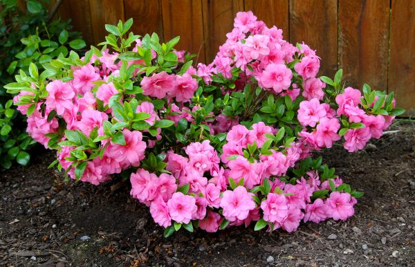 Azaleas Removal in Boerne