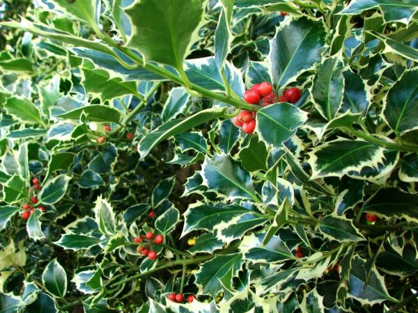 Holly Bushes Trimming in Boerne