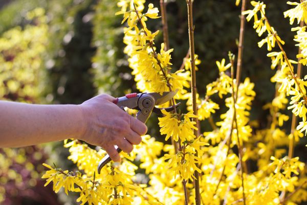 Forsythia Pruning in Boerne