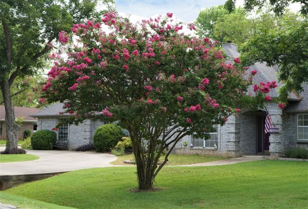 Crepe Myrtle Trimming in Boerne