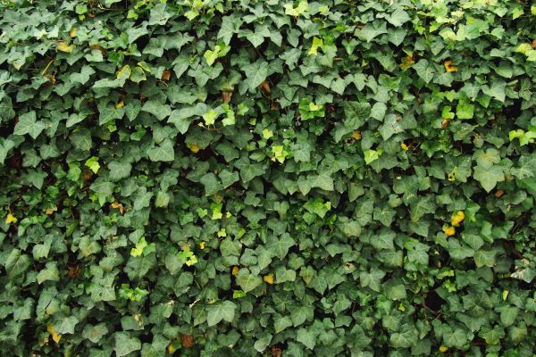 Ivy Pruning service in Boerne