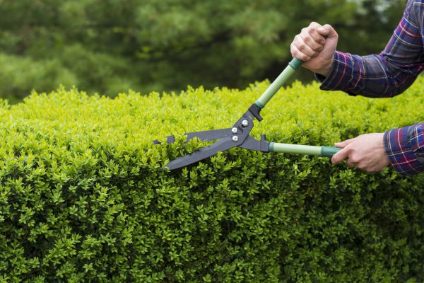 Evergreen Shrub Pruning in Boerne