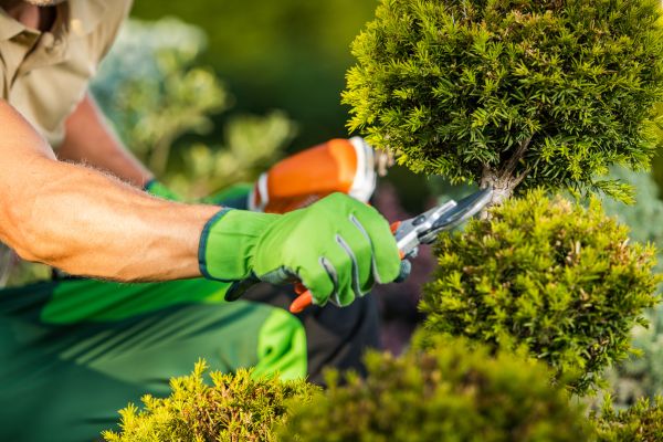 Landscape Pruning Service in Boerne