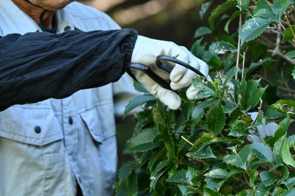 Holly Pruning in Boerne