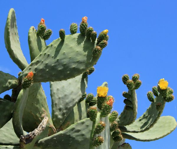 Cactus Removal in Boerne