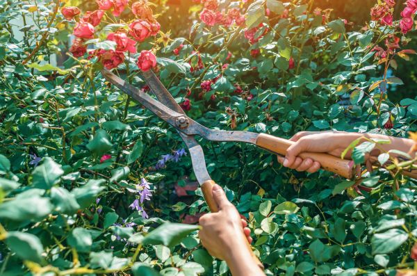 Knockout Roses Pruning in Boerne