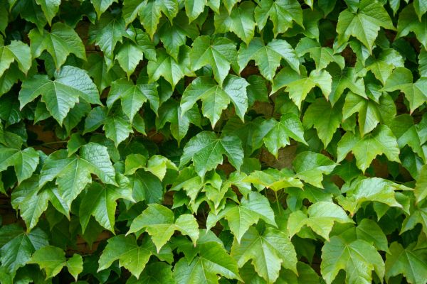 English Ivy Extraction