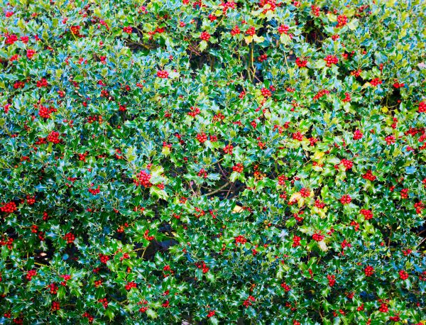 Holly Bush Removal in Boerne