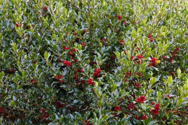 Holly Bush Extraction
