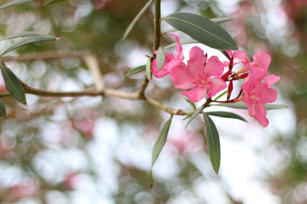 Oleander Removal in Boerne