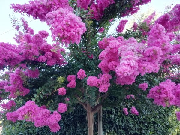 Crape Myrtle Pruning in Boerne