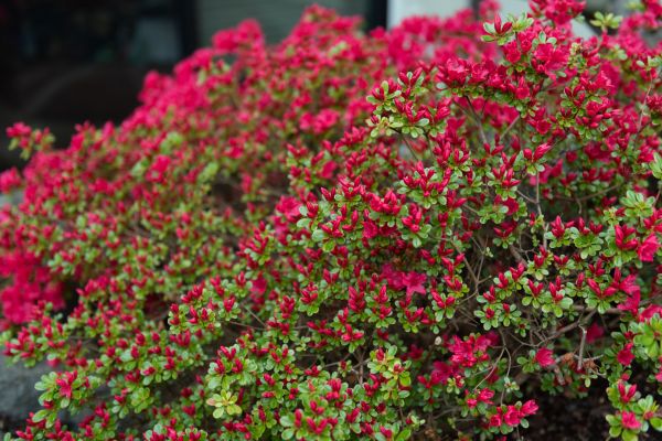 Weigela Removal Service in Boerne