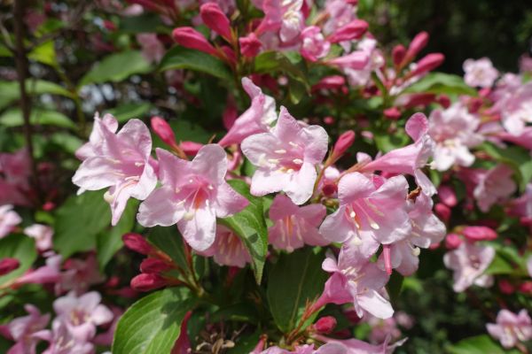 Weigela Pruning Service in Boerne