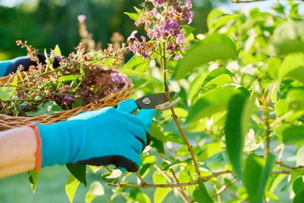 Lilac Trimming Service in Boerne