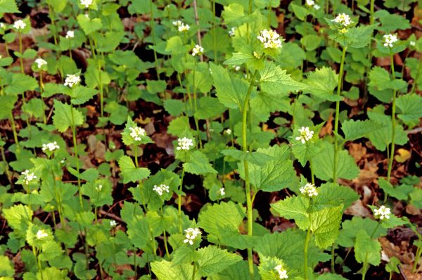 Garlic Mustard Removal in Boerne