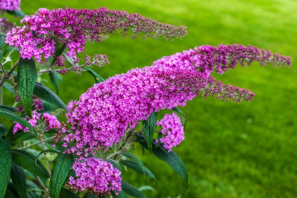 Butterfly Bush Removal in Boerne