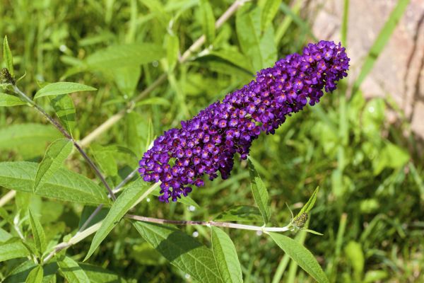 Butterfly Bush Pruning in Boerne
