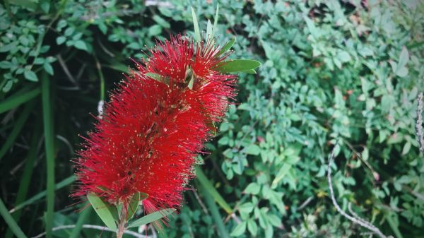 Bottlebrush Pruning in Boerne