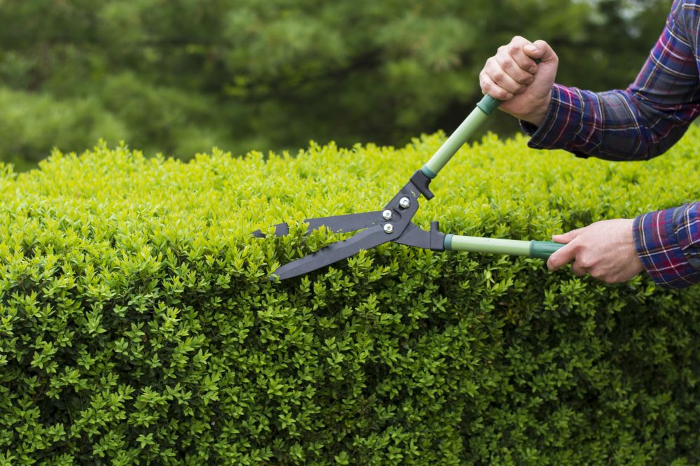 Shrub Shearing