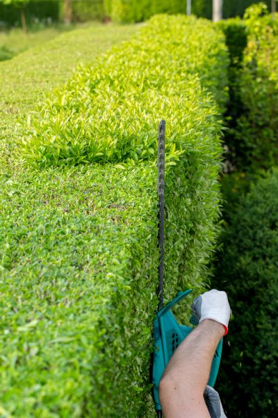 Hedge Trimming in Boerne
